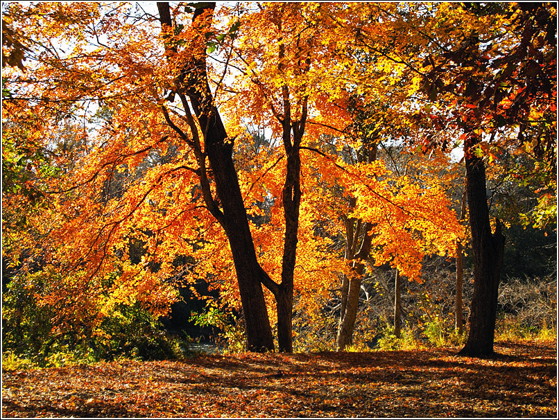 111008 mcintosh tree along the bank0574