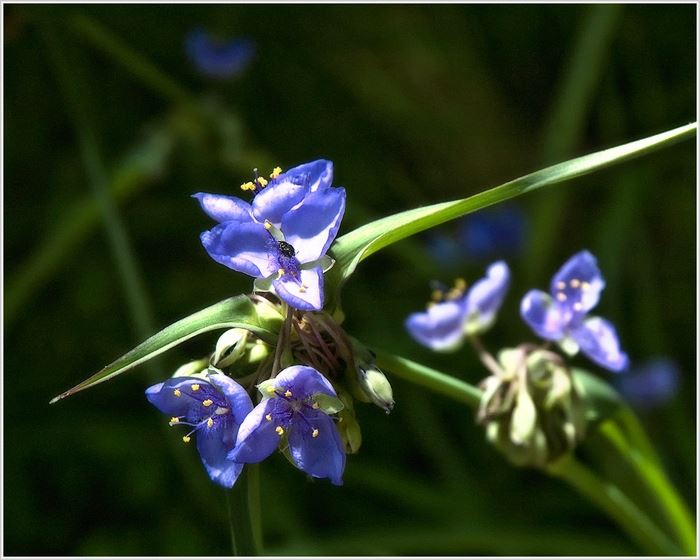 051707 mcintosh spiderwort3049 700