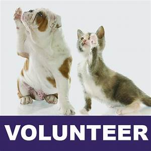 kitten bulldog volunteer